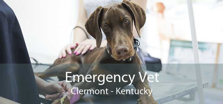 Emergency Vet Clermont - Kentucky