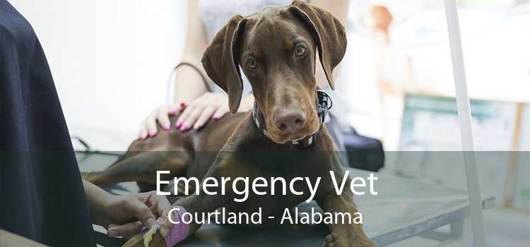 Emergency Vet Courtland - Alabama