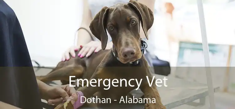 Emergency Vet Dothan - Alabama