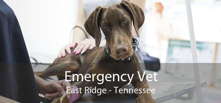 Emergency Vet East Ridge - Tennessee
