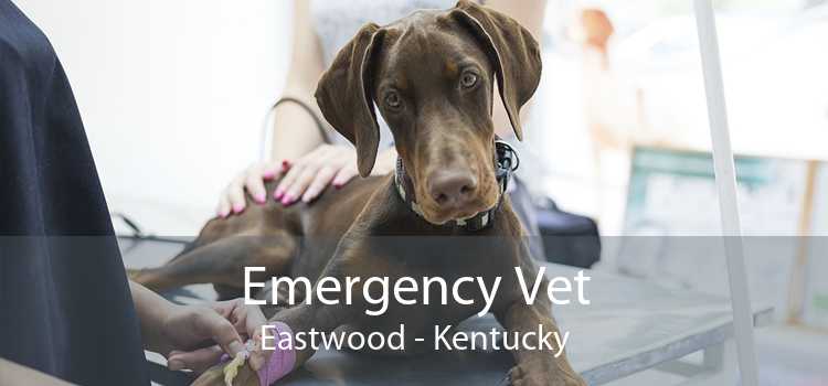 Emergency Vet Eastwood - Kentucky