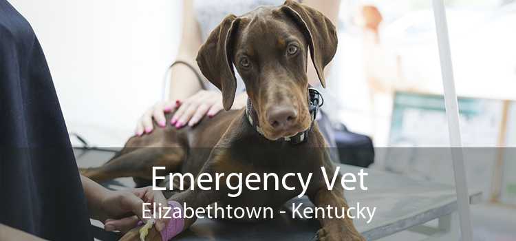 Emergency Vet Elizabethtown - Kentucky
