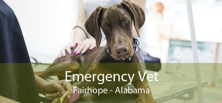 Emergency Vet Fairhope - Alabama