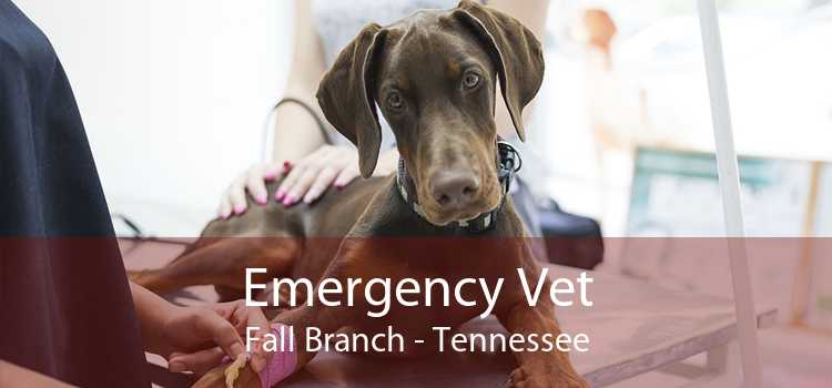 Emergency Vet Fall Branch - Tennessee