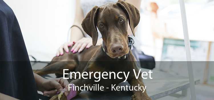 Emergency Vet Finchville - Kentucky