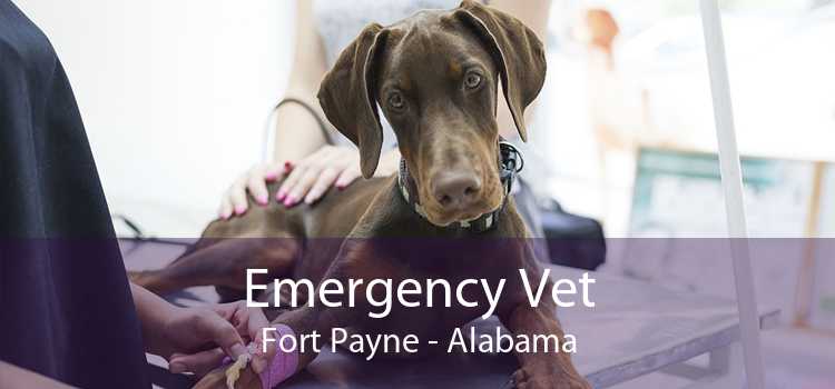 Emergency Vet Fort Payne - Alabama