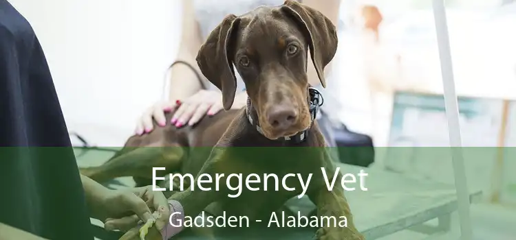 Emergency Vet Gadsden - Alabama