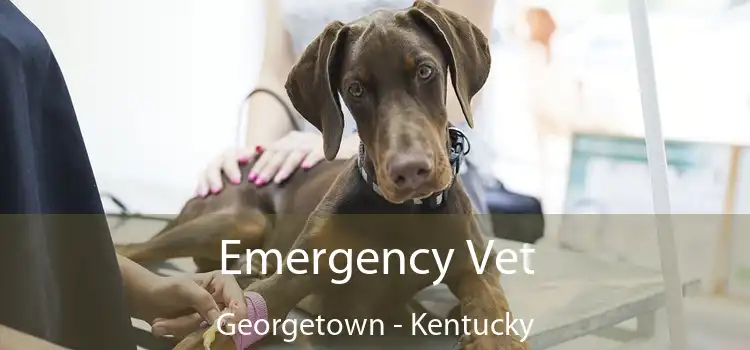 Emergency Vet Georgetown - Kentucky