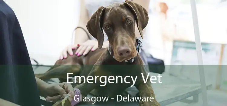 Emergency Vet Glasgow - Delaware