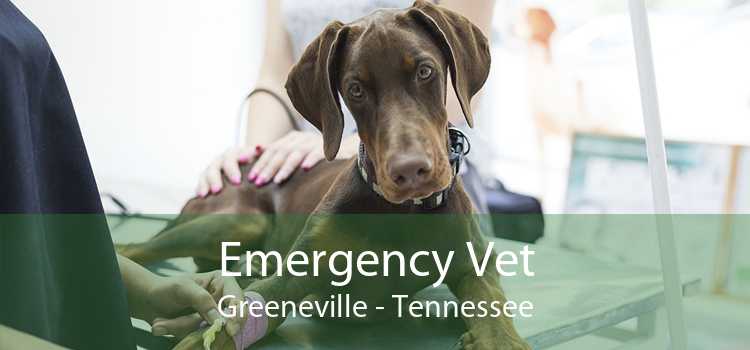 Emergency Vet Greeneville - Tennessee