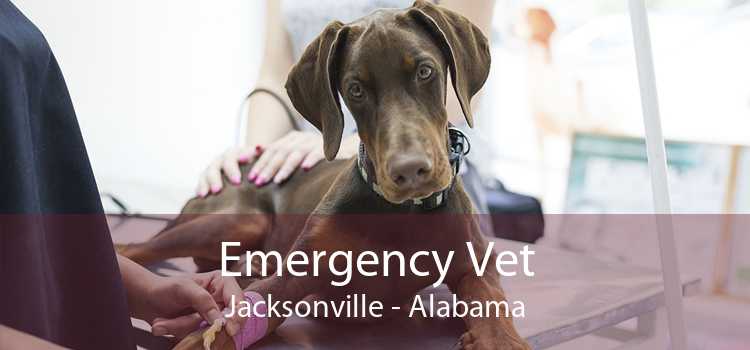 Emergency Vet Jacksonville - Alabama
