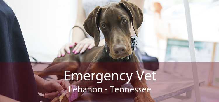 Emergency Vet Lebanon - Tennessee