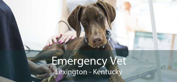 Emergency Vet Lexington - Kentucky