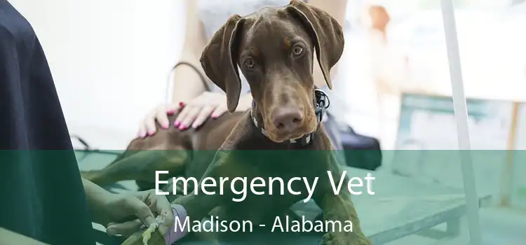 Emergency Vet Madison - Alabama