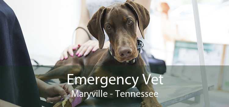 Emergency Vet Maryville - Tennessee