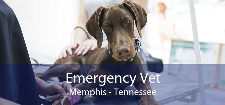 Emergency Vet Memphis - Tennessee