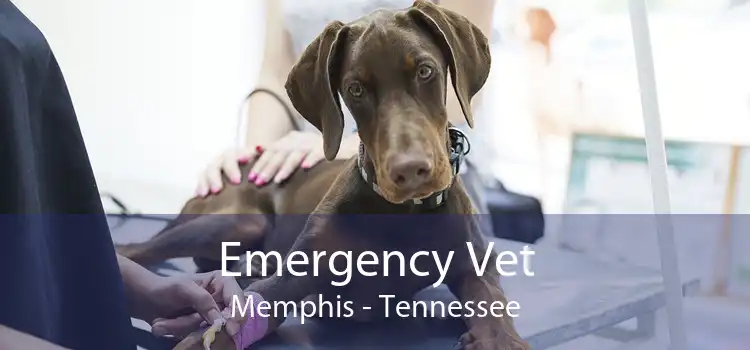 Emergency Vet Memphis - Tennessee