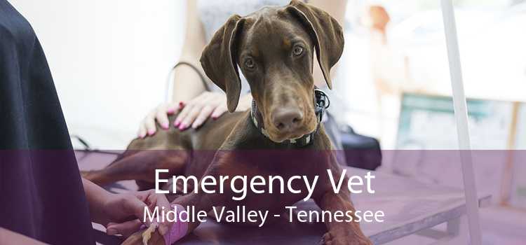 Emergency Vet Middle Valley - Tennessee