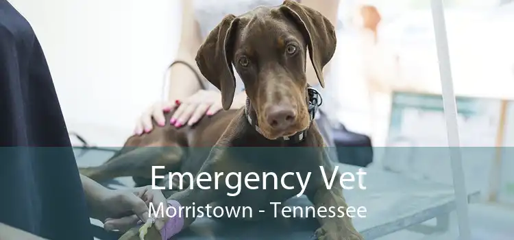 Emergency Vet Morristown - Tennessee