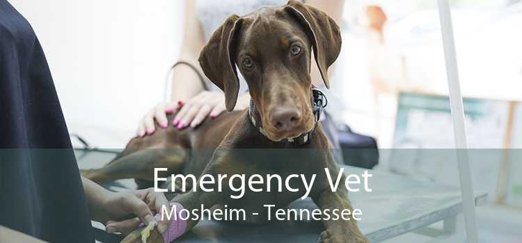Emergency Vet Mosheim - Tennessee
