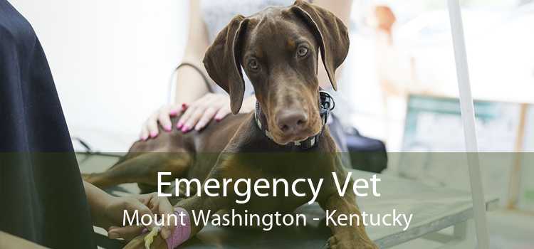 Emergency Vet Mount Washington - Kentucky
