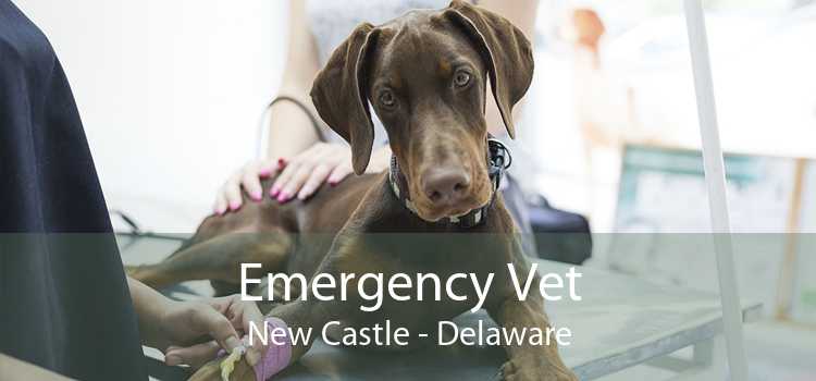Emergency Vet New Castle - Delaware