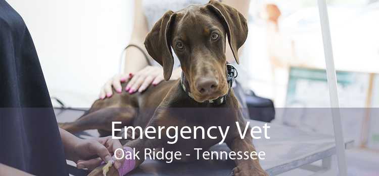 Emergency Vet Oak Ridge - Tennessee