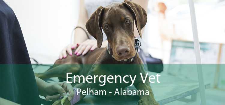 Emergency Vet Pelham - Alabama