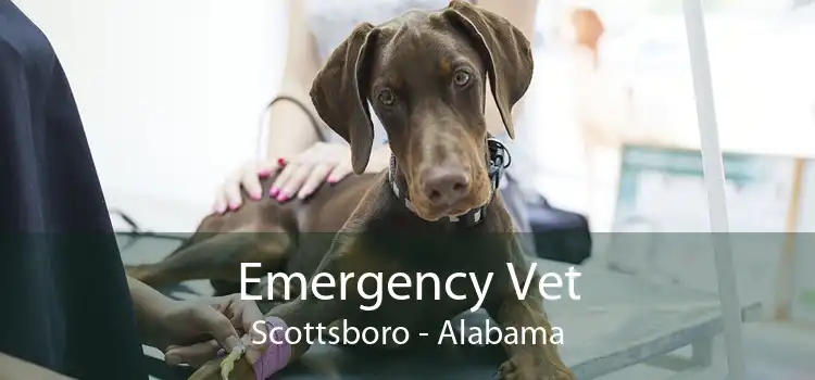 Emergency Vet Scottsboro - Alabama