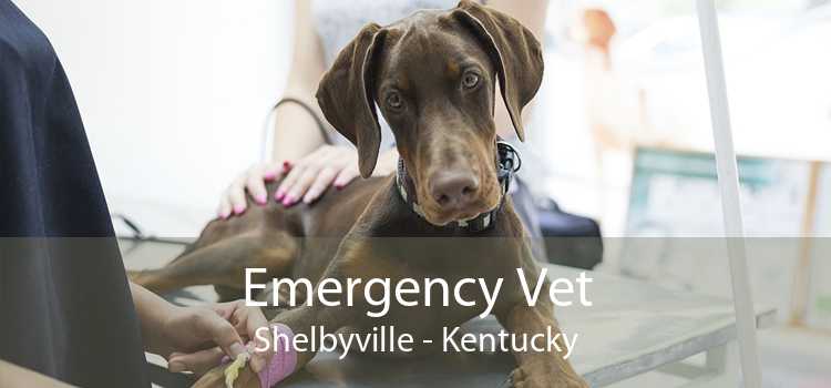 Emergency Vet Shelbyville - Kentucky