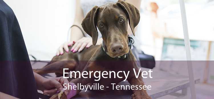 Emergency Vet Shelbyville - Tennessee