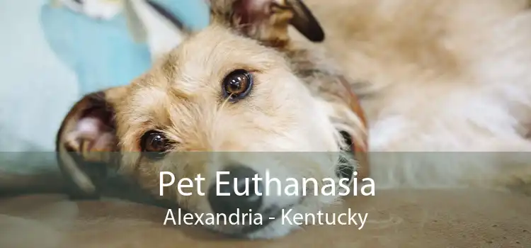 Pet Euthanasia Alexandria - Kentucky