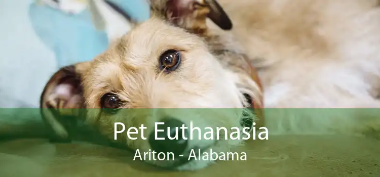 Pet Euthanasia Ariton - Alabama
