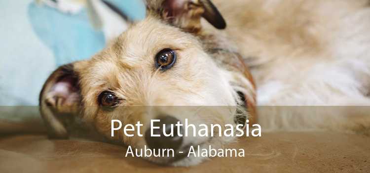 Pet Euthanasia Auburn - Alabama