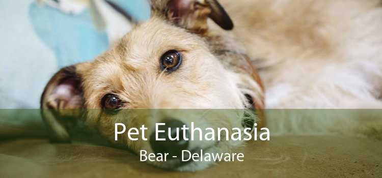 Pet Euthanasia Bear - Delaware