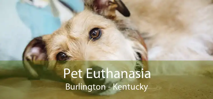 Pet Euthanasia Burlington - Kentucky
