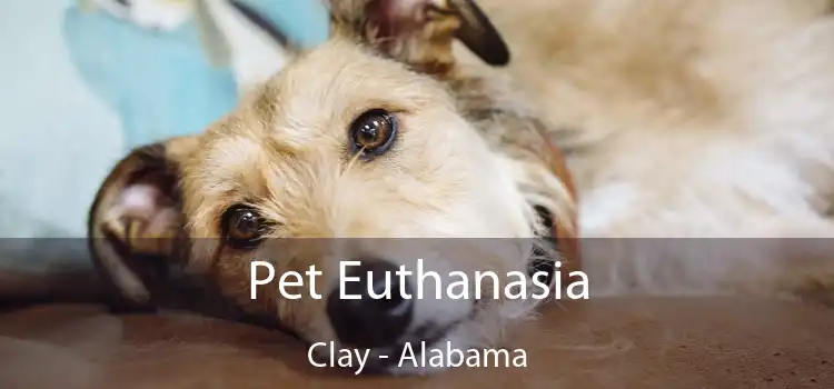 Pet Euthanasia Clay - Alabama