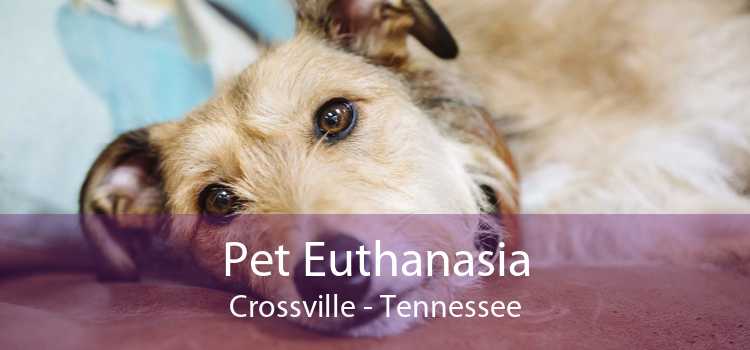 Pet Euthanasia Crossville - Tennessee