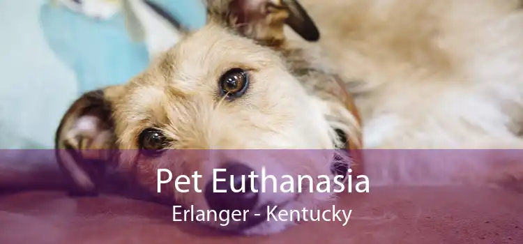 Pet Euthanasia Erlanger - Kentucky