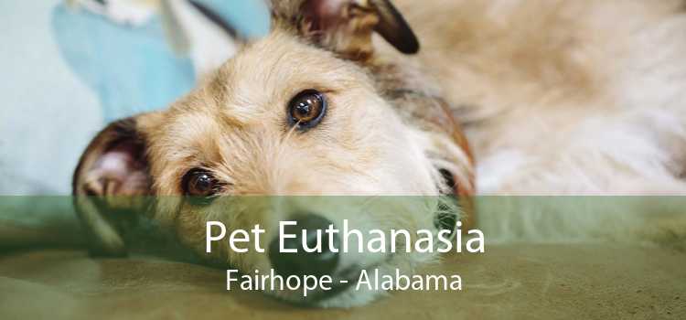 Pet Euthanasia Fairhope - Alabama