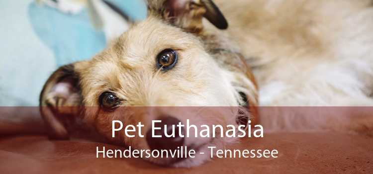 Pet Euthanasia Hendersonville - Tennessee