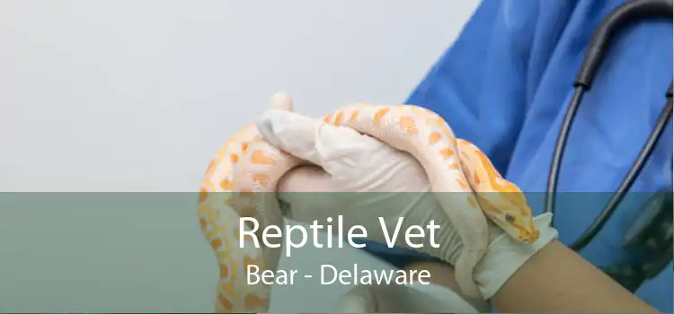 Reptile Vet Bear - Delaware