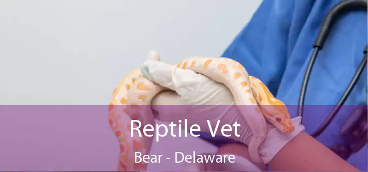 Reptile Vet Bear - Delaware