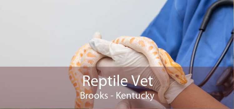 Reptile Vet Brooks - Kentucky