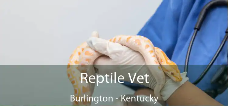 Reptile Vet Burlington - Kentucky