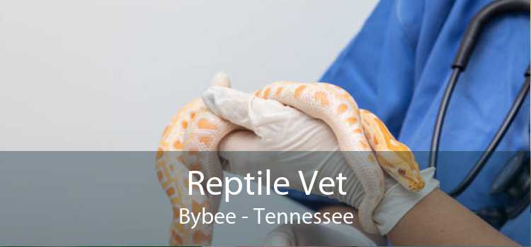 Reptile Vet Bybee - Tennessee