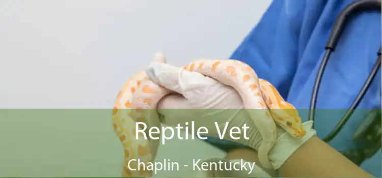 Reptile Vet Chaplin - Kentucky