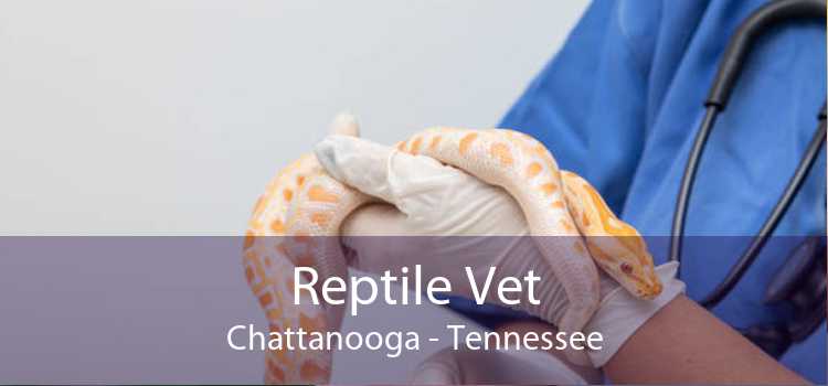 Reptile Vet Chattanooga - Tennessee