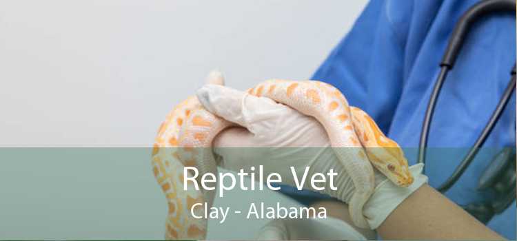 Reptile Vet Clay - Alabama