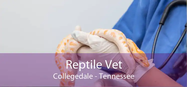 Reptile Vet Collegedale - Tennessee